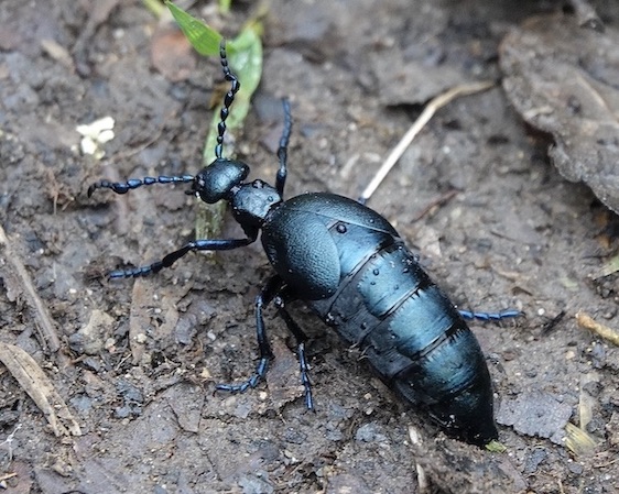 Devil's beetle